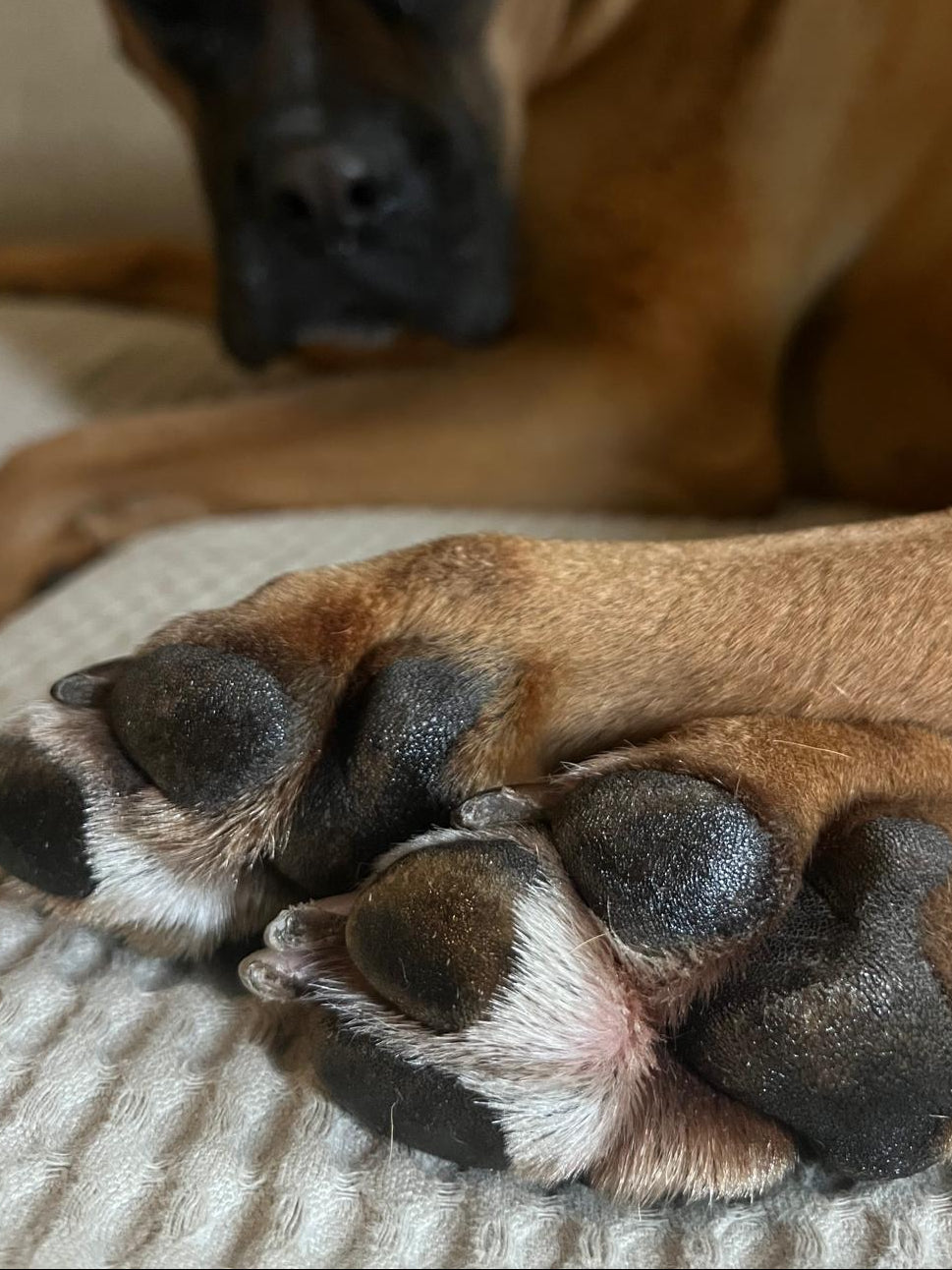 Healthy Paw Comfort Balm