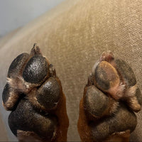 Healthy Paw Comfort Balm